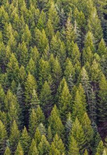 sustainability, green trees